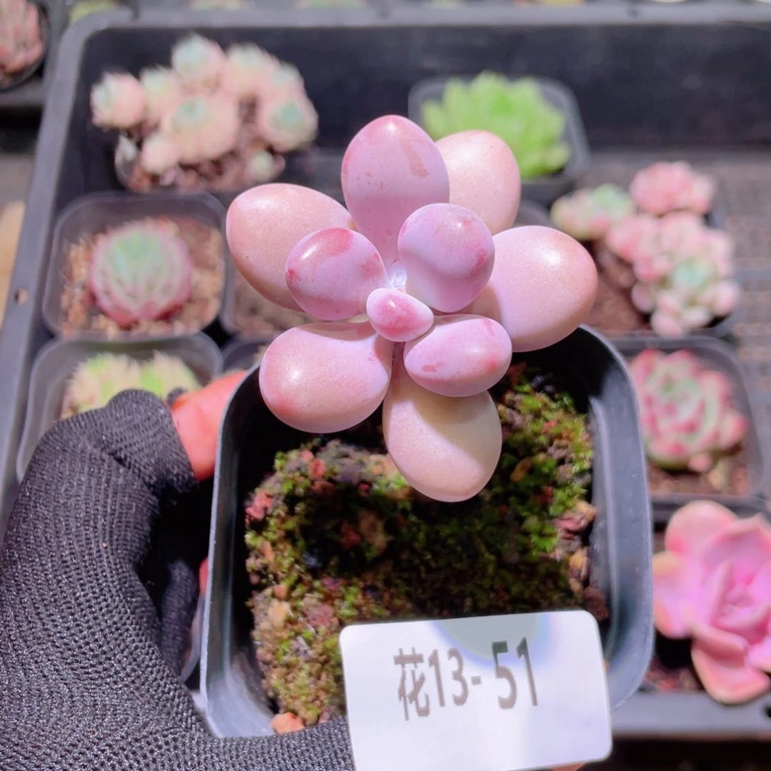 花利美13-51桃蛋