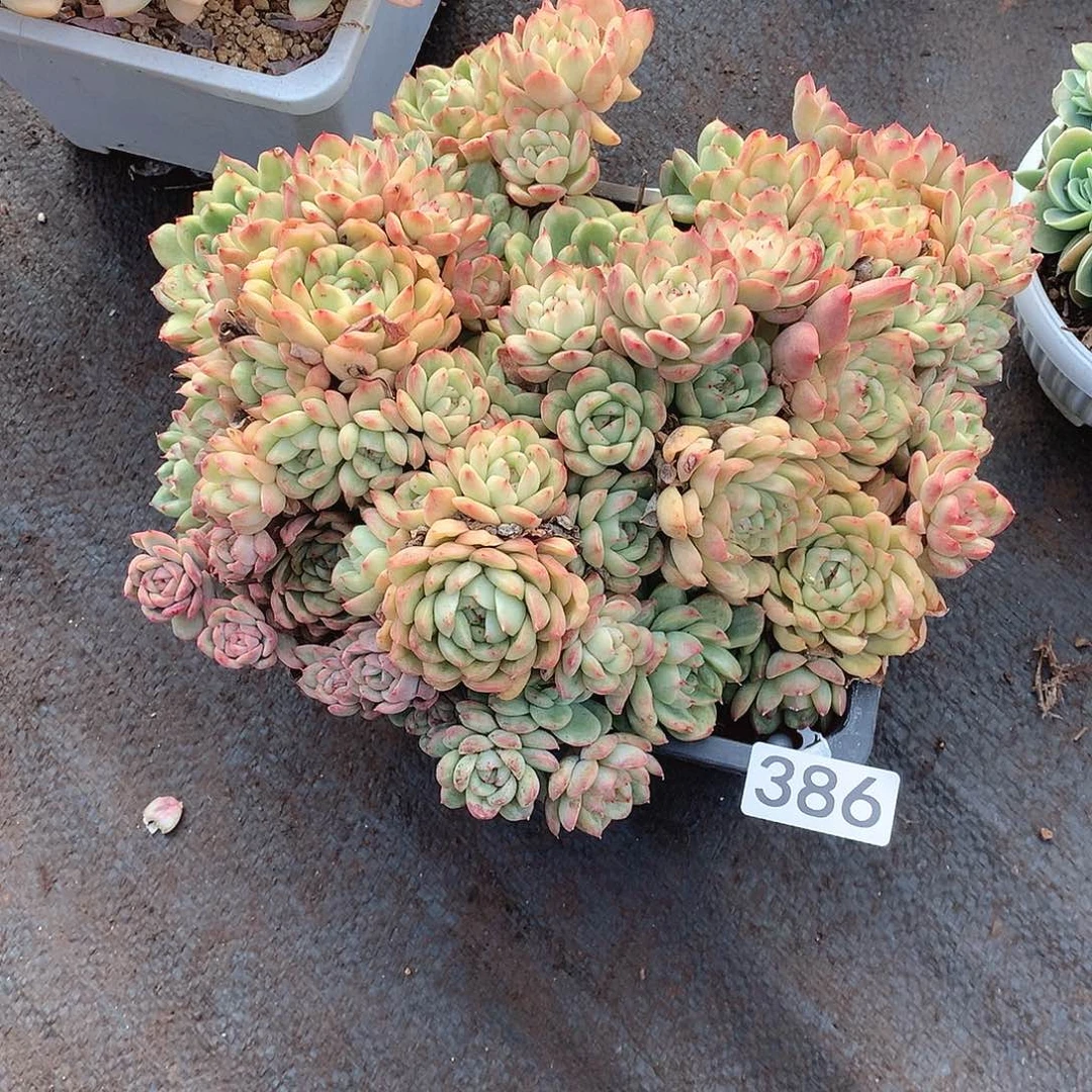 386锦一物一拍多肉