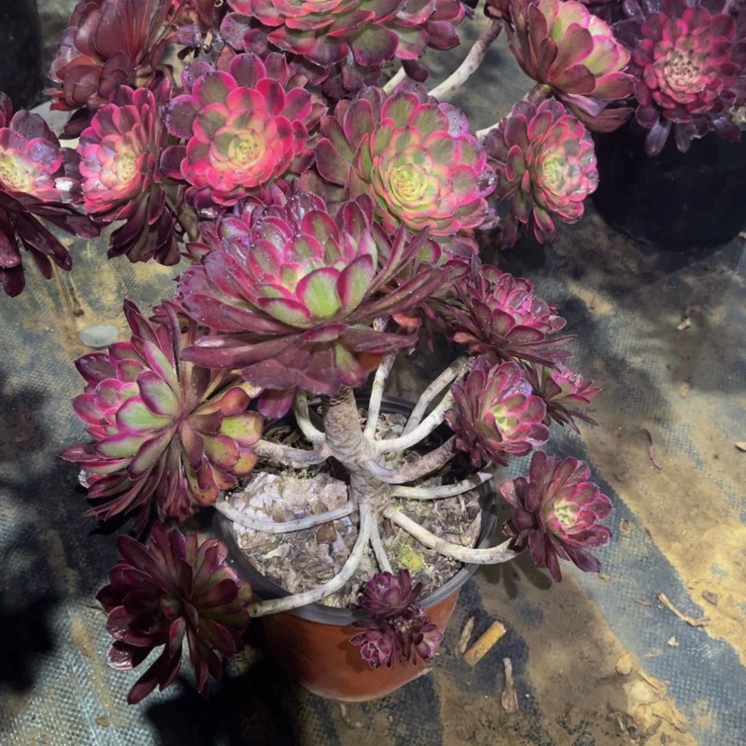 W**h多肉405黑金刚红锦两颗