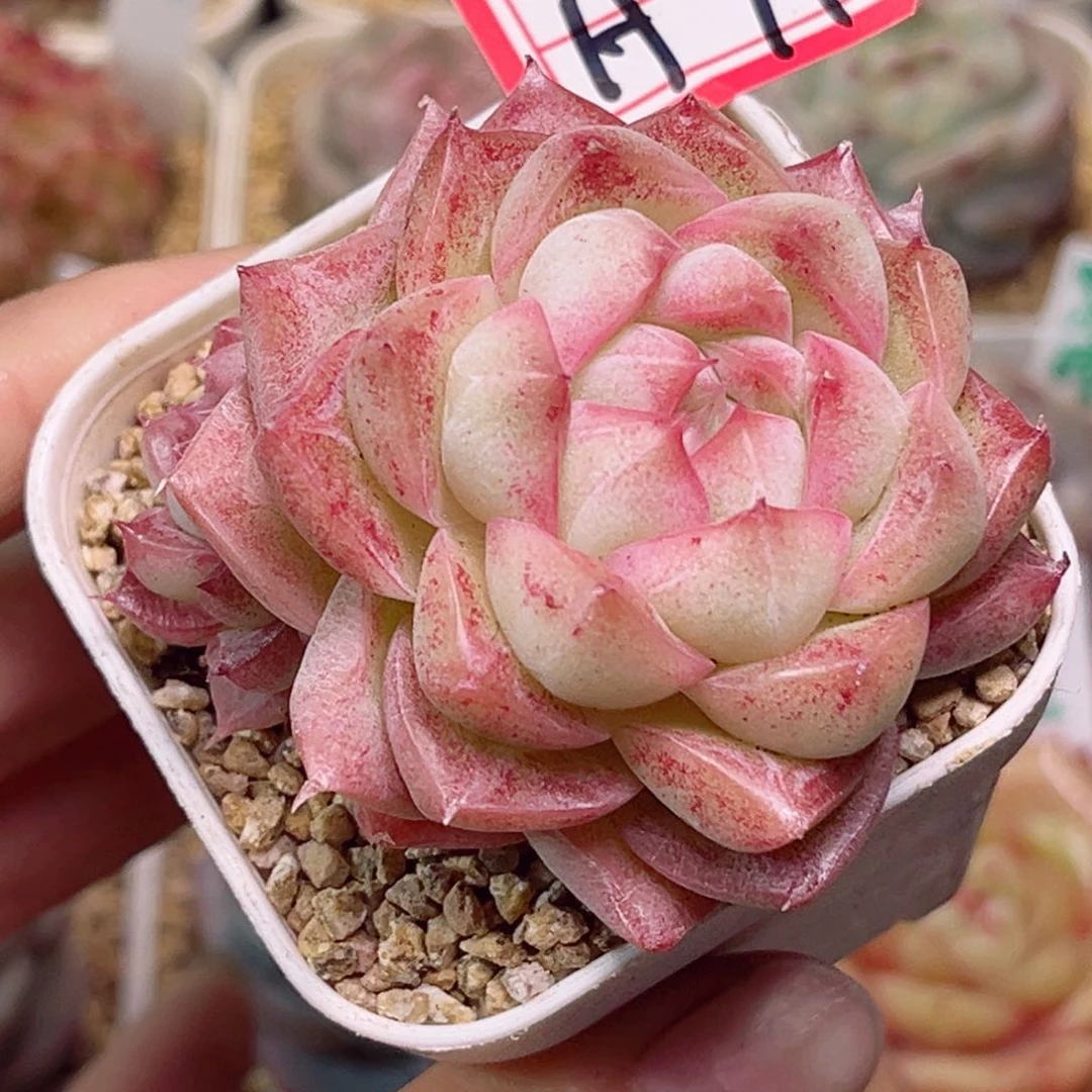 H71大溪地珍珠叠叶