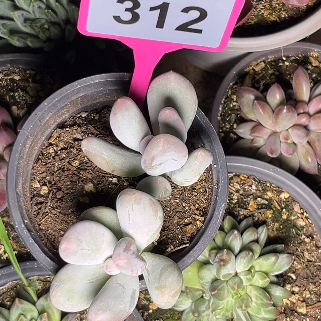 多肉植物米可奶312