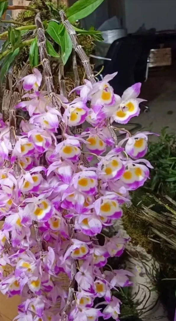 紫皮石斛，开花淡香，可吃可观赏到手一箱（50.15.15）