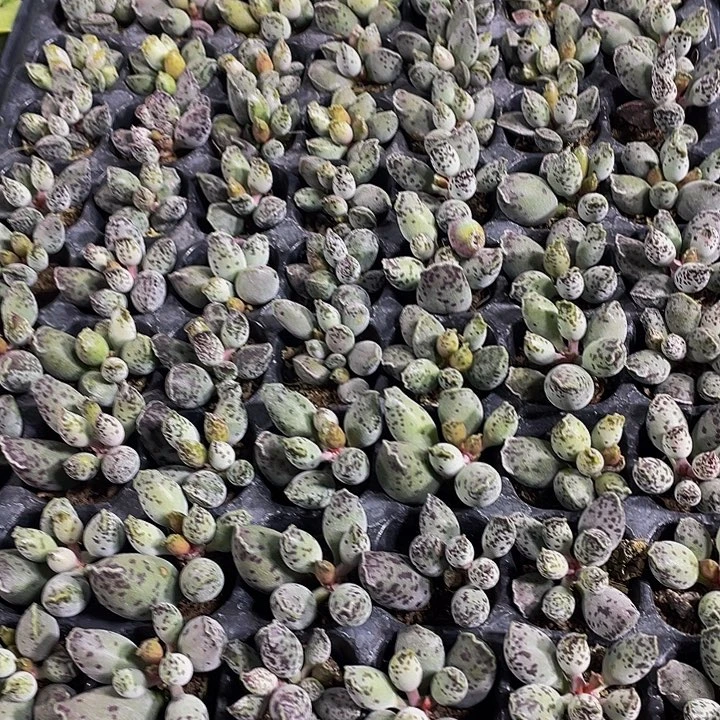 小花豹1元带土发货