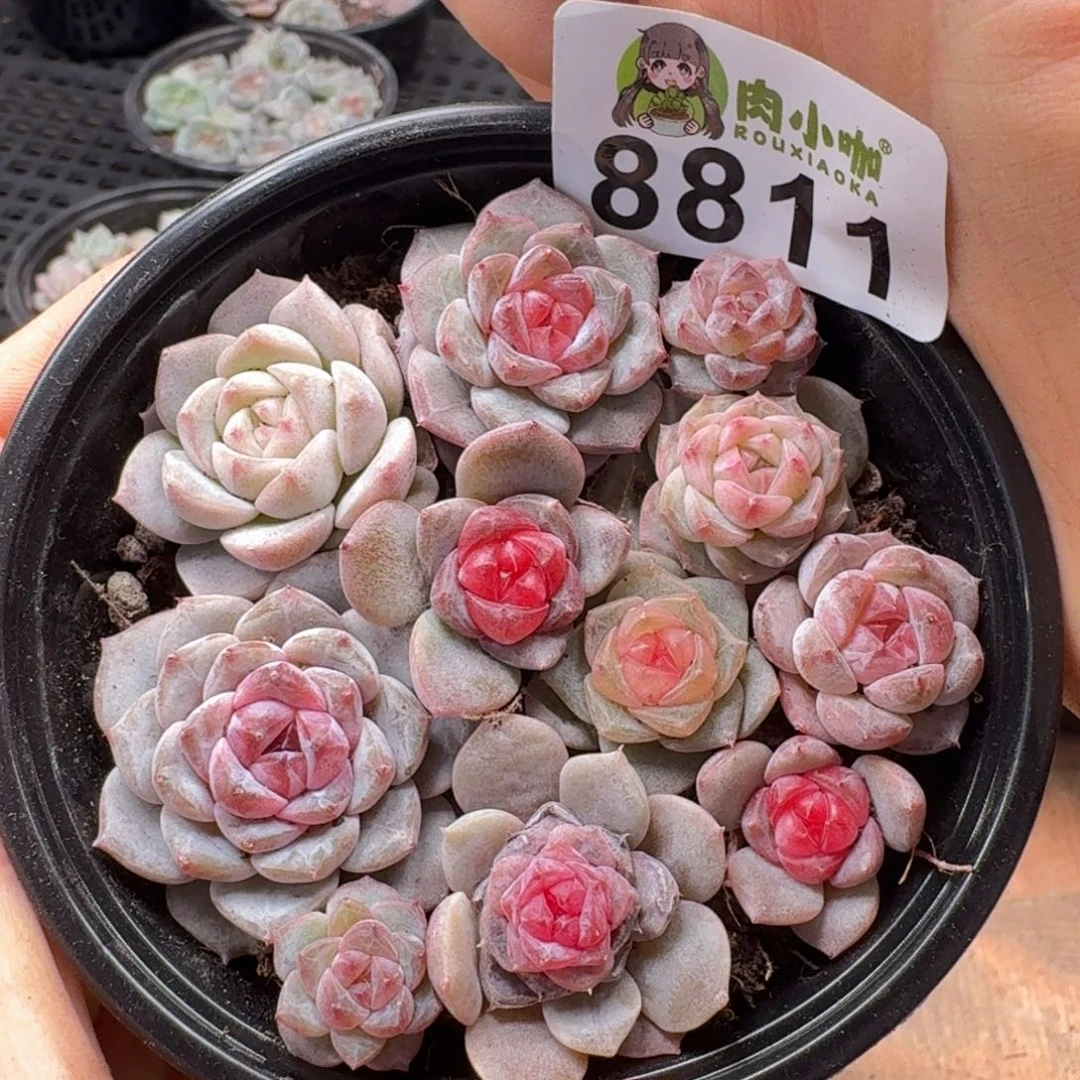 多肉植物多肉植物