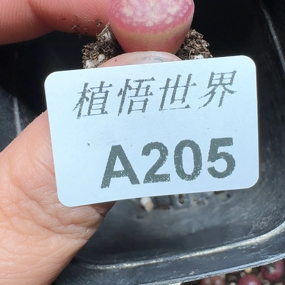 205号多肉植物哇f v