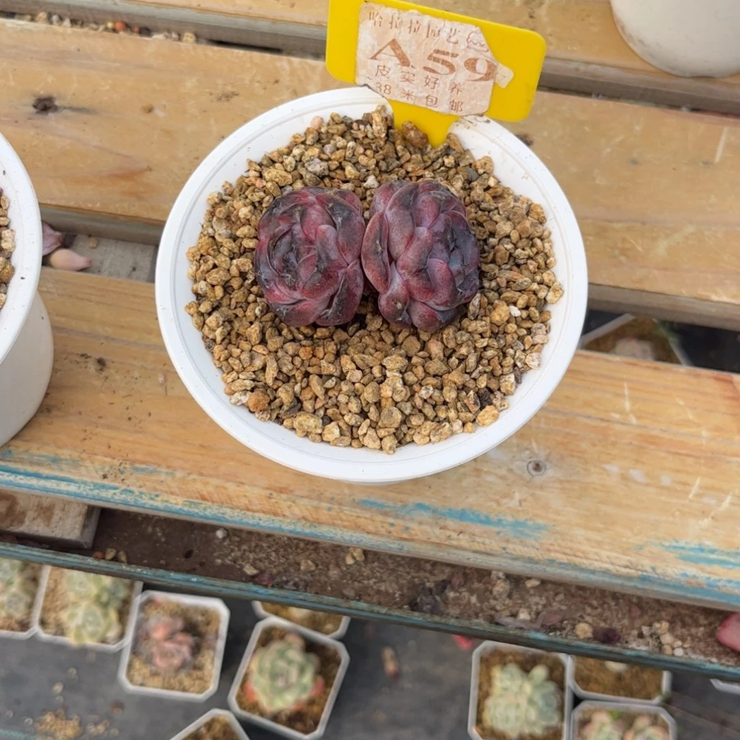 小**?多肉植物11111黑成一