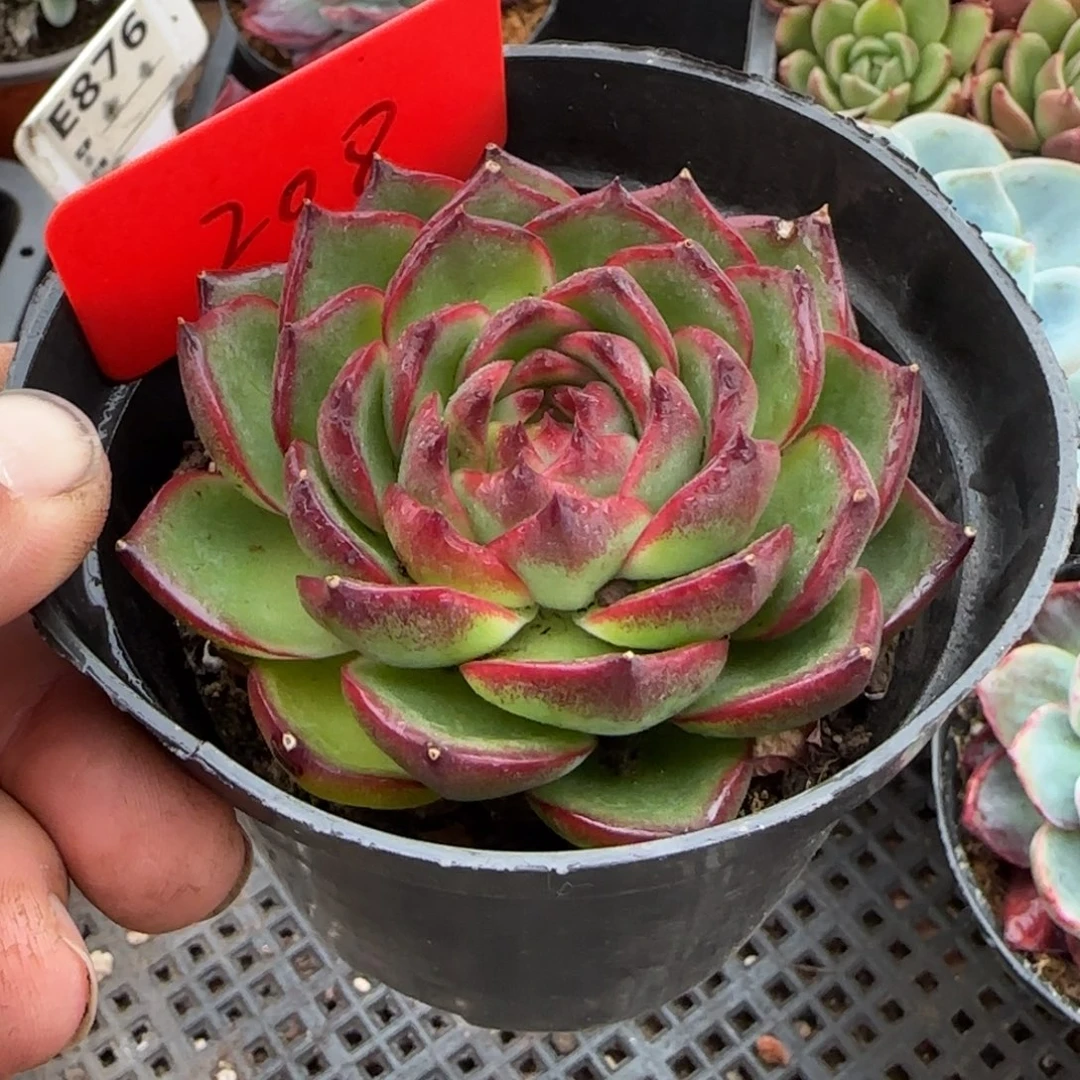万宝龙惊鸿一物一拍包装收缩花旱208