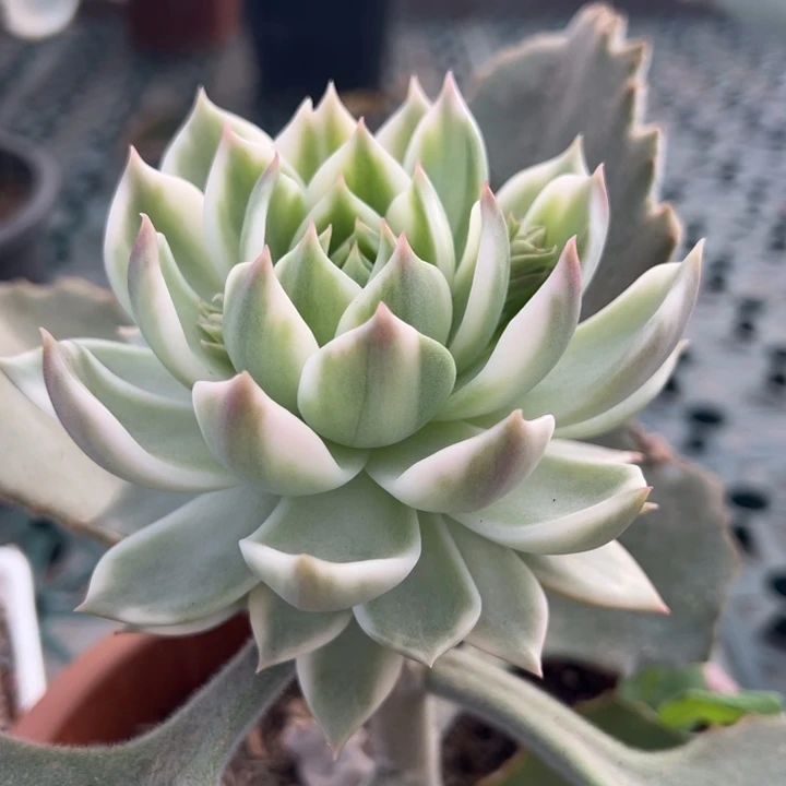 灵魂锦一物一拍锦龙