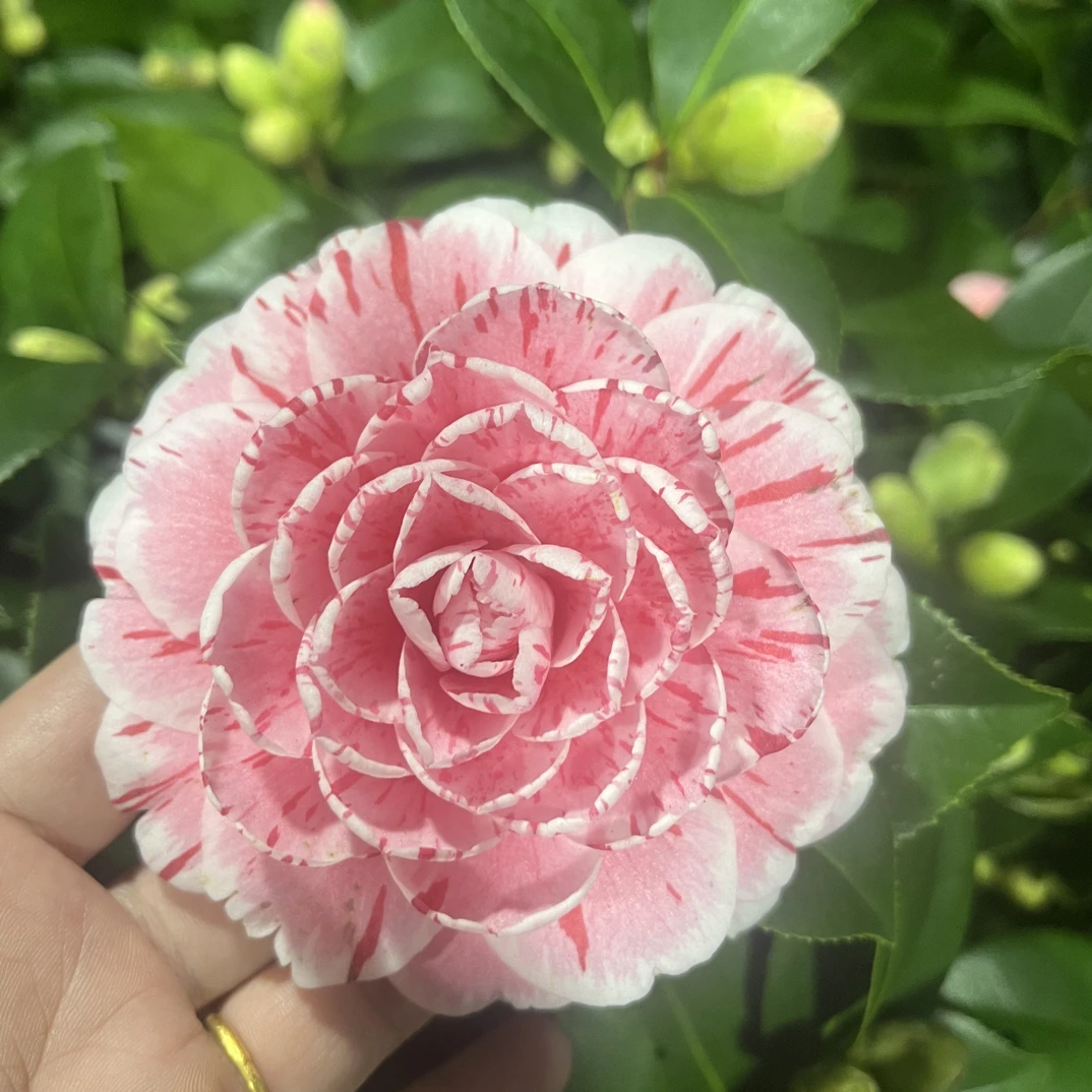 多色山茶花树苗适合庭院室内种植四季花卉