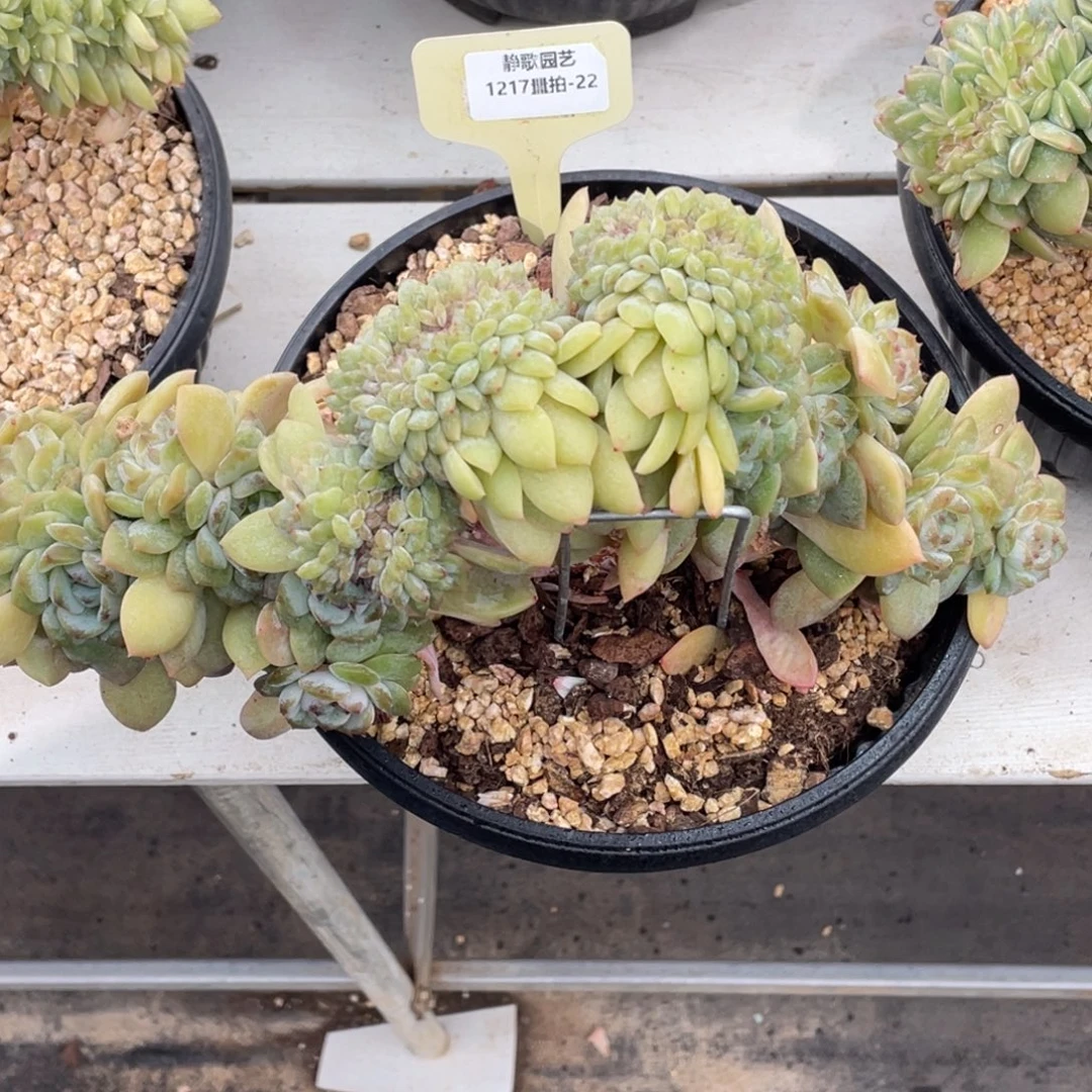 1217-22-树板冰魄缀化一颗板子有瑕疵