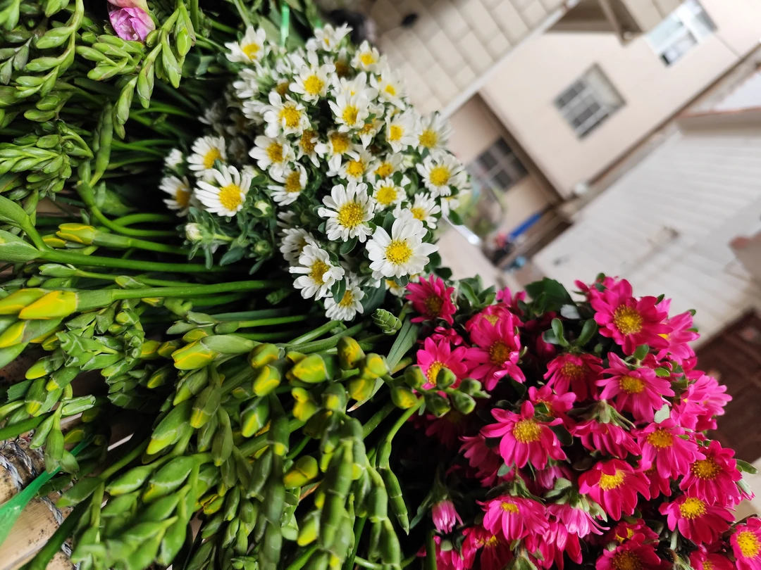 迷你菊花 任意两单顺丰冷链包邮