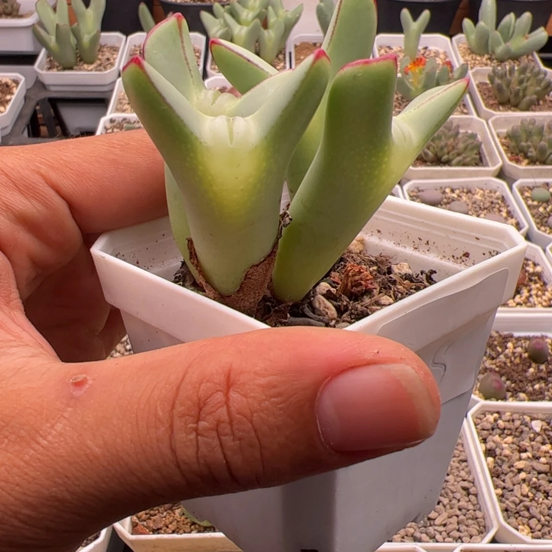 酷***克9.16将多肉植物35
