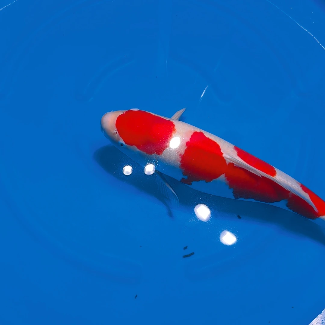 海水鱼红白专拍链接