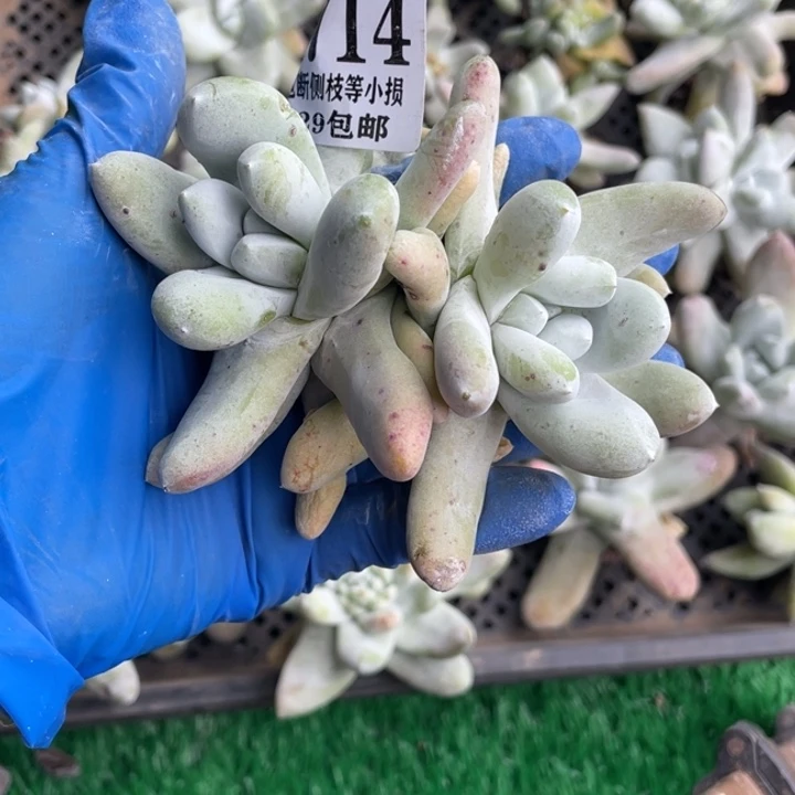 714号拇指多肉植物