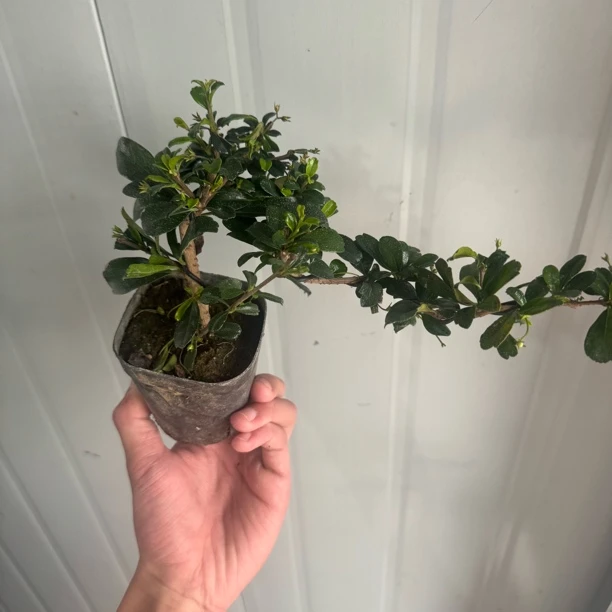 悬崖飘枝福建茶可开花