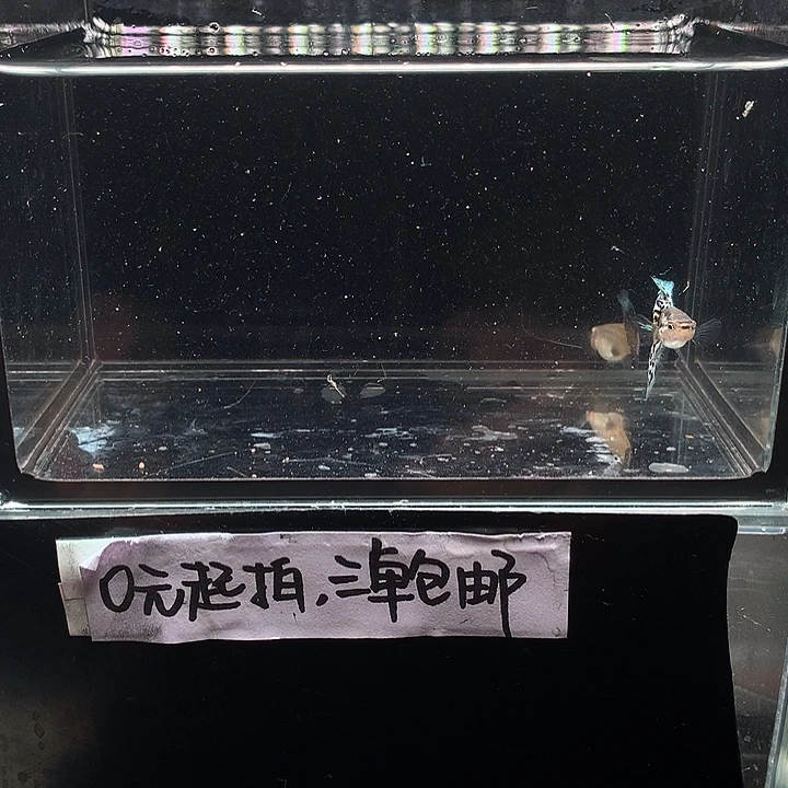 孔雀鱼银河白蛇一对