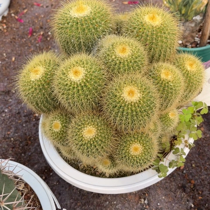 群生大金冠好养皮实