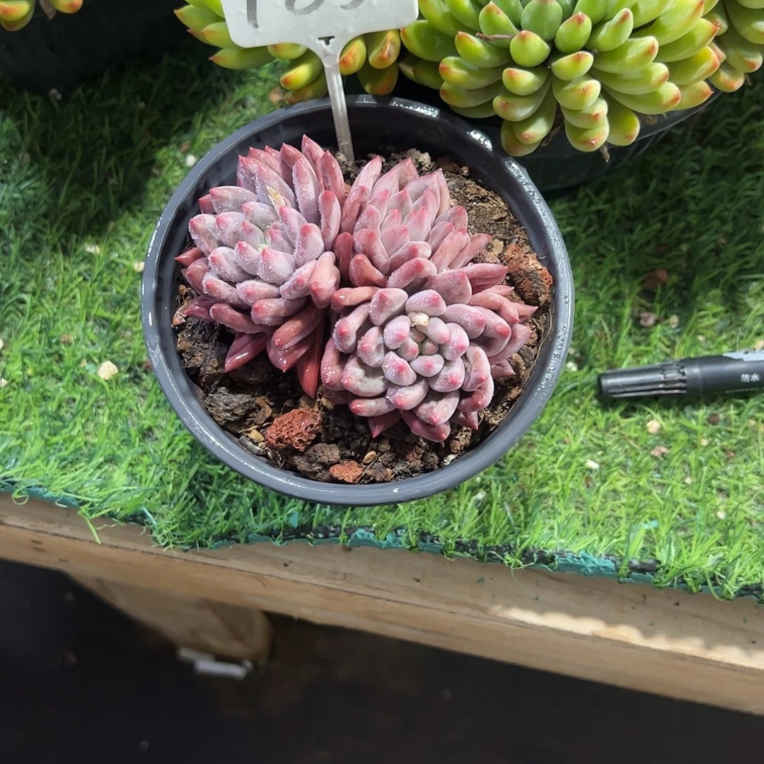 豆****水晶球群多肉植物