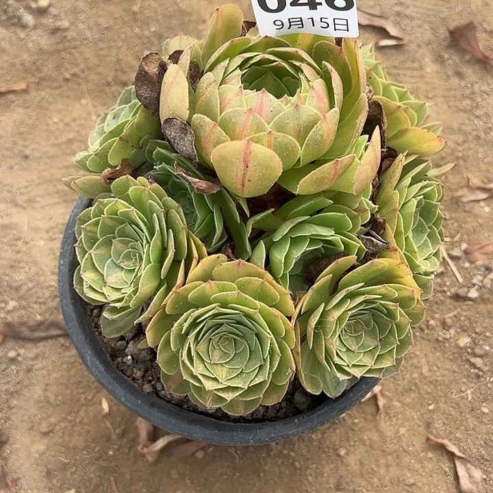9.15.46清城中班多肉植物6