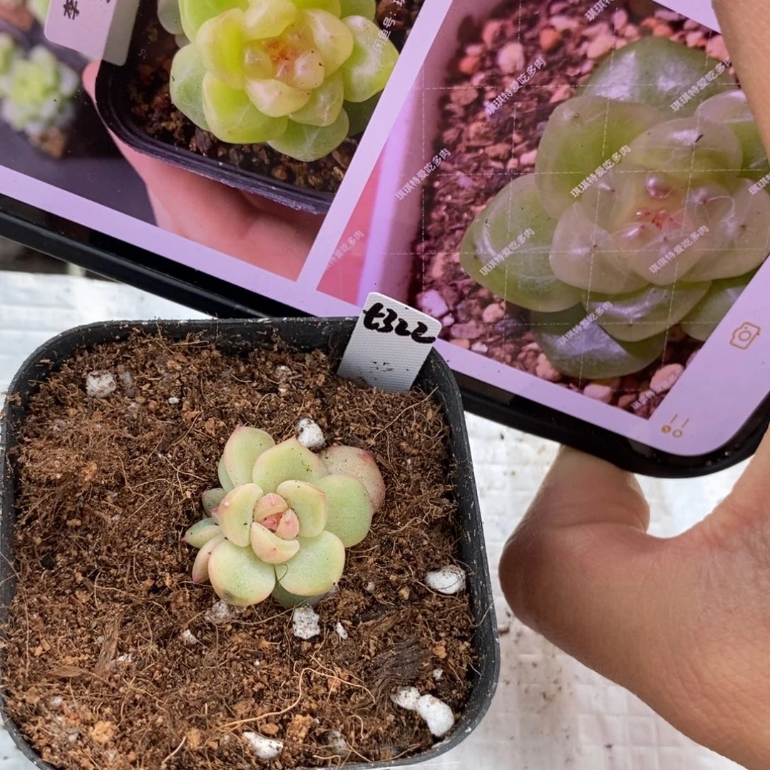 标签149甜心322一个多肉