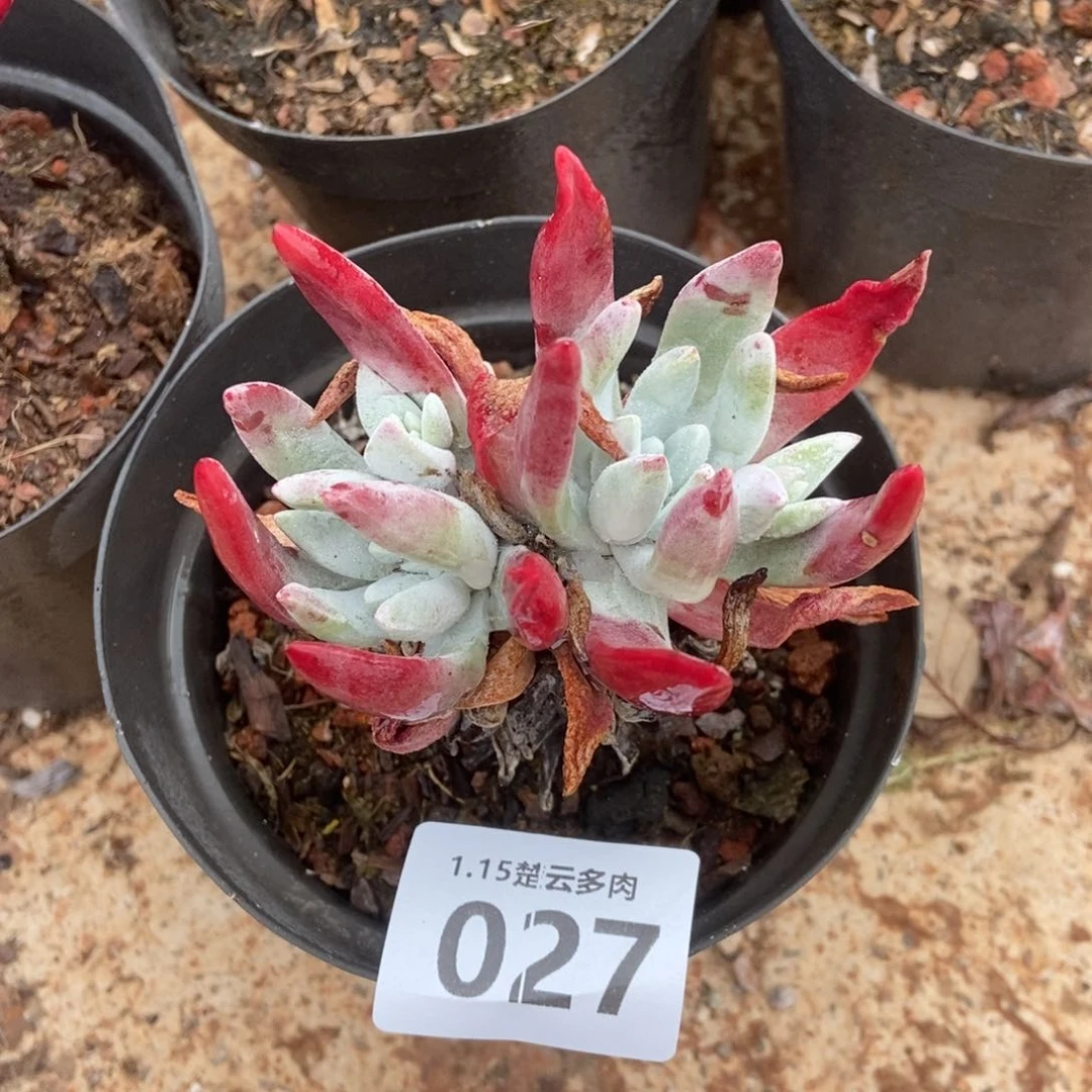 027初霜多肉植物