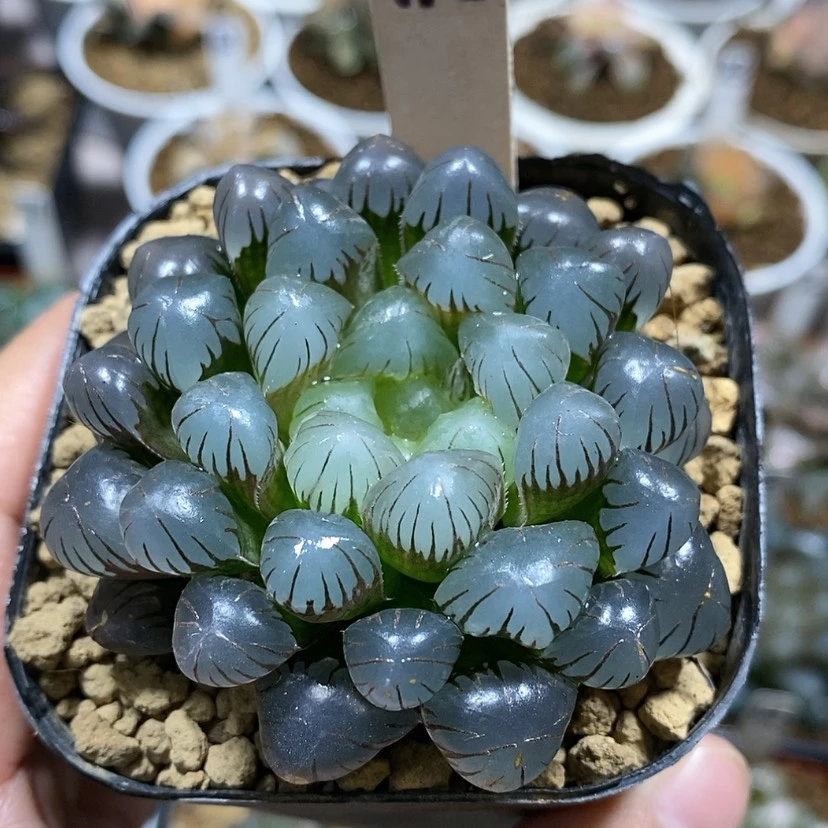 【闪购商品】113紫肌