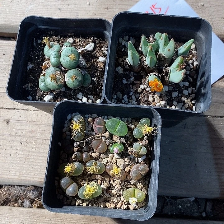 19315。  一组。 一组。福利。