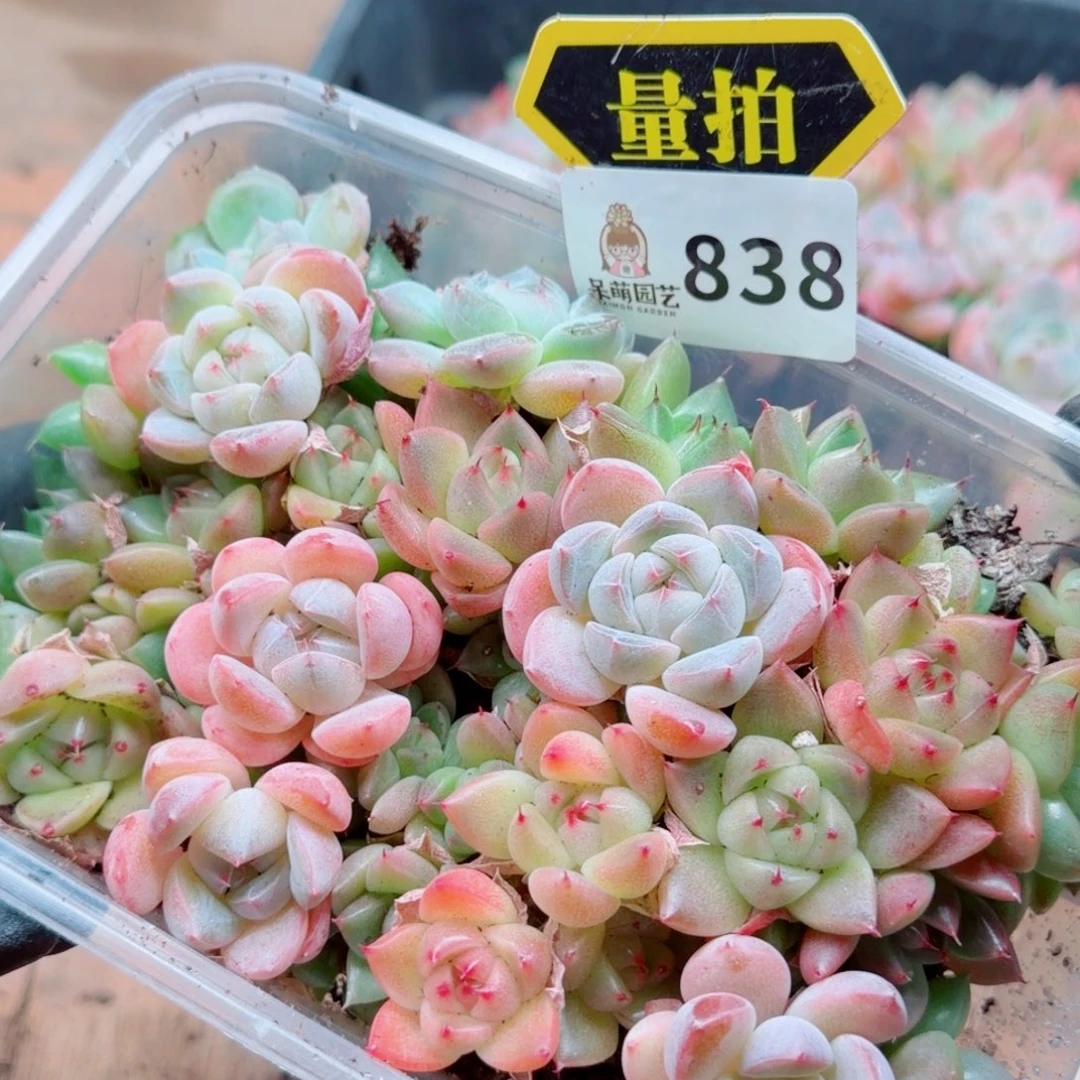 多肉植物多肉植物