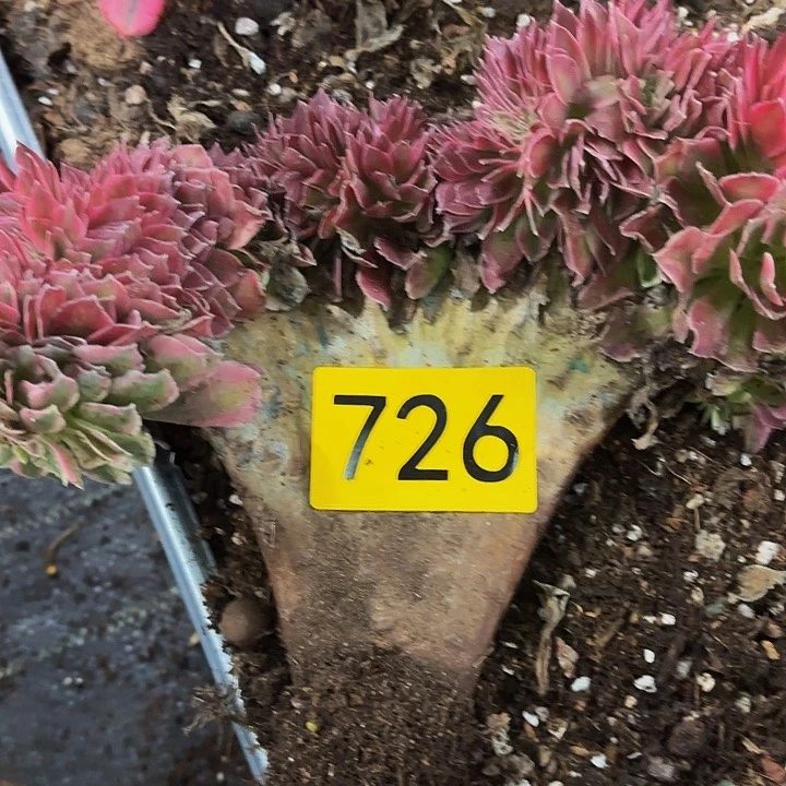 多肉植物福利来726