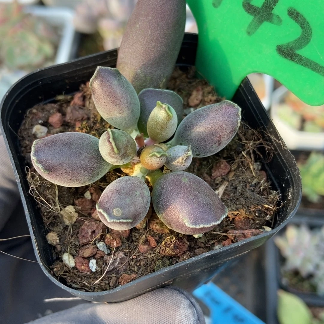 3142紫海豹多肉植物