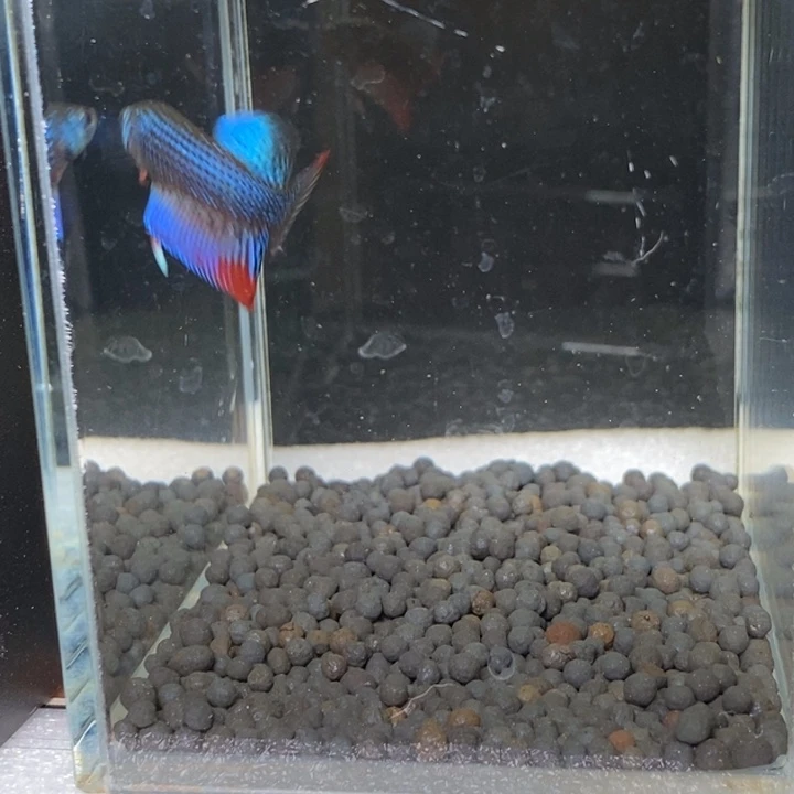 斗鱼泰国斗鱼154号