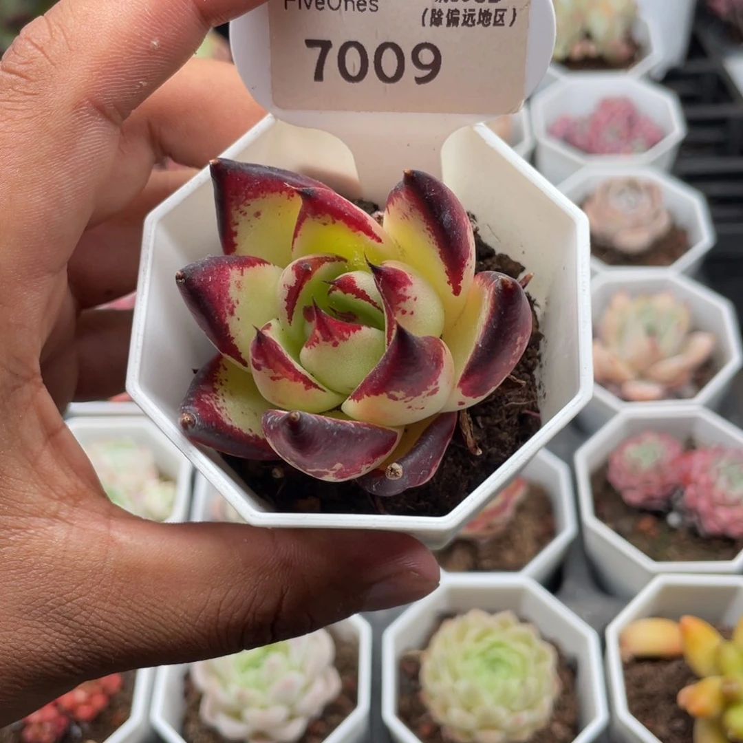 7009乌木5.0厘米