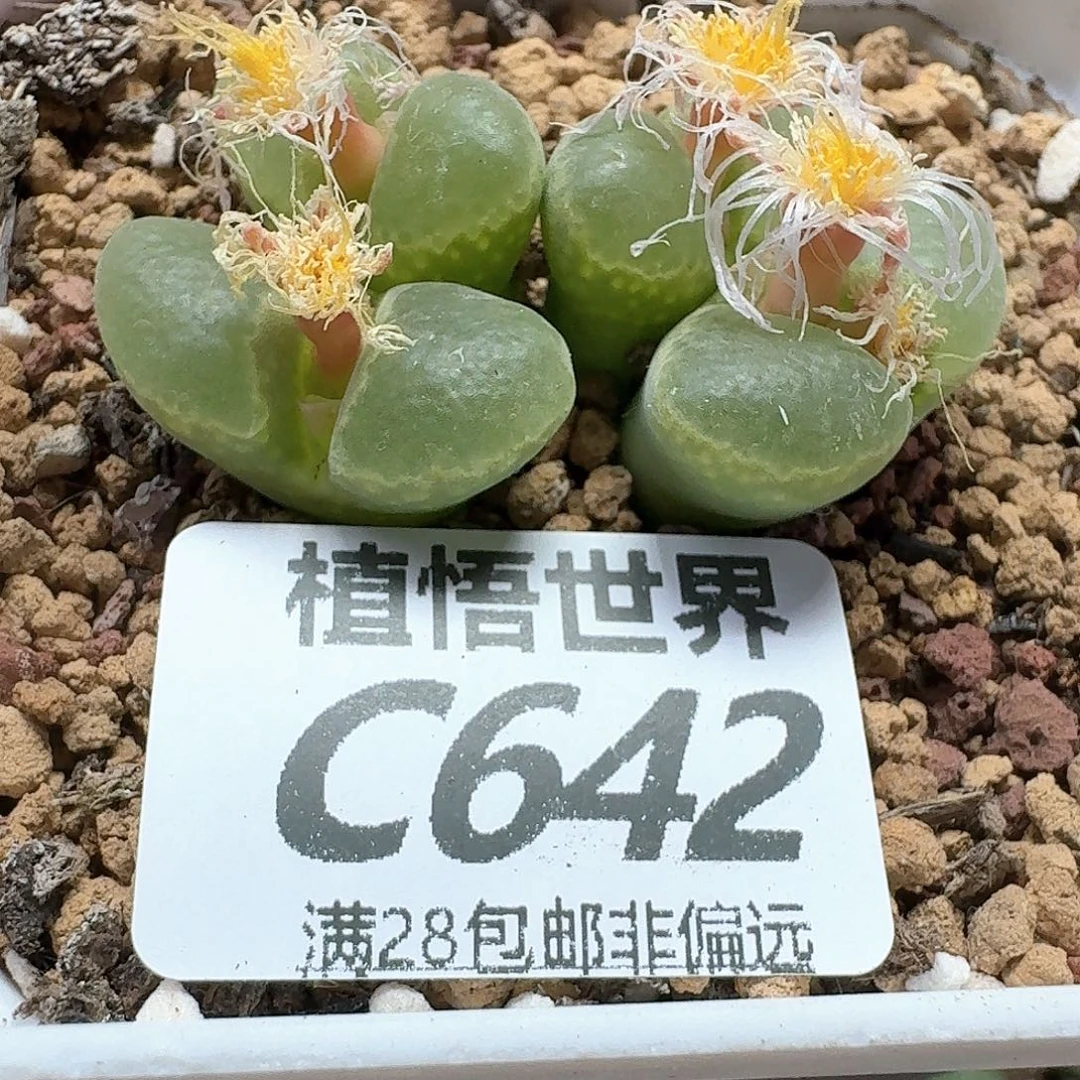 多肉植物的人生fg