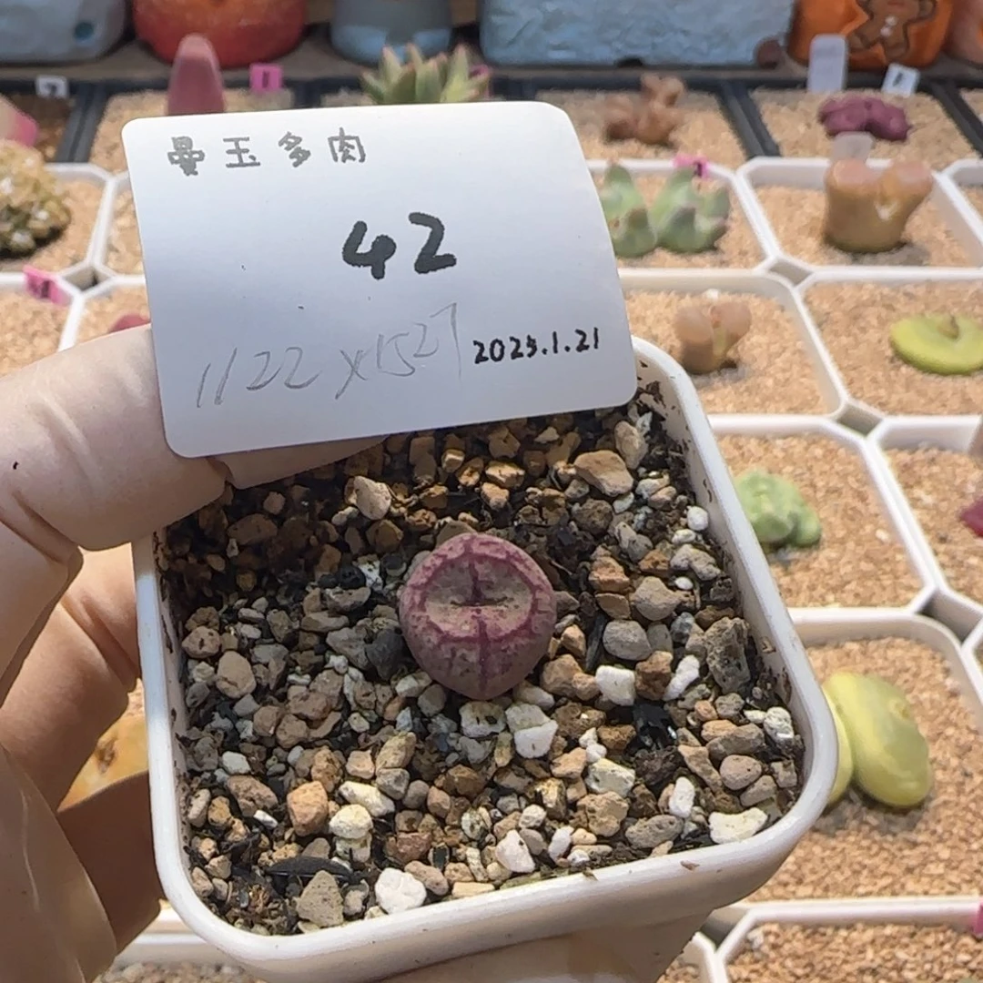 淼*淼多肉多肉多肉1.21-042