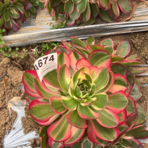 多肉植物粉花妖捧花