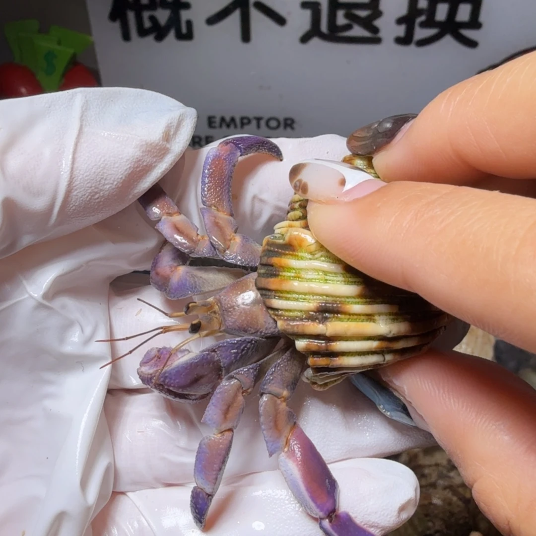 2.2口通体紫粉。