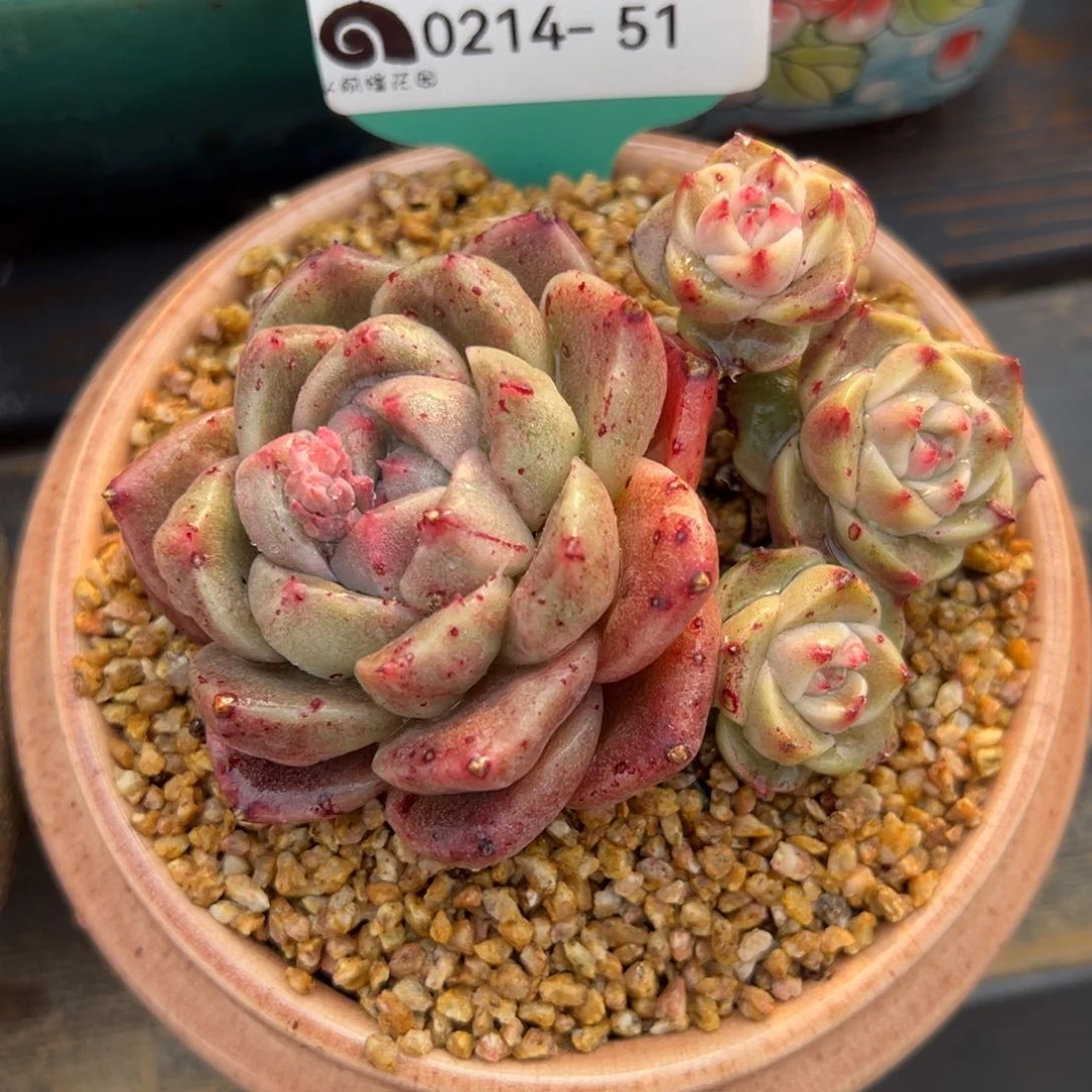 从前慢多肉精选编号0214.51