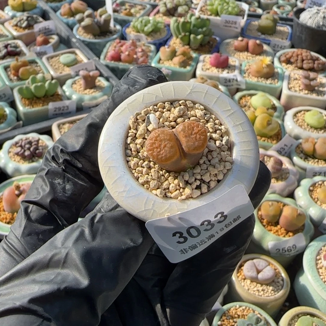 3033-一物一拍 带盆 蛋糕