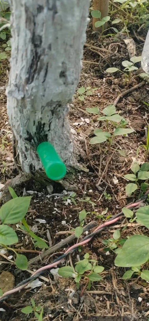 葡萄黄叶黄穗营养液30支