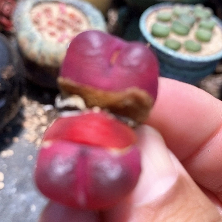 7503一颗红宝石母本