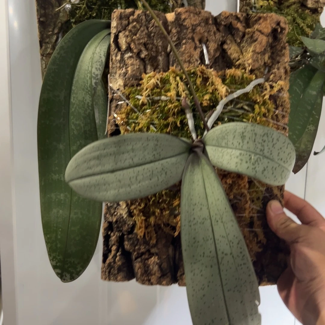 鳄***酱大部分花苞少量开放