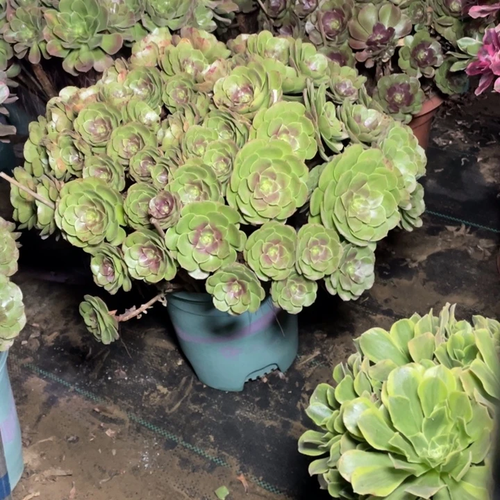 33万圣节多肉植物多肉多肉
