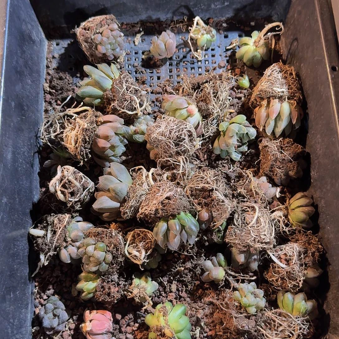 直播福利一物一拍112