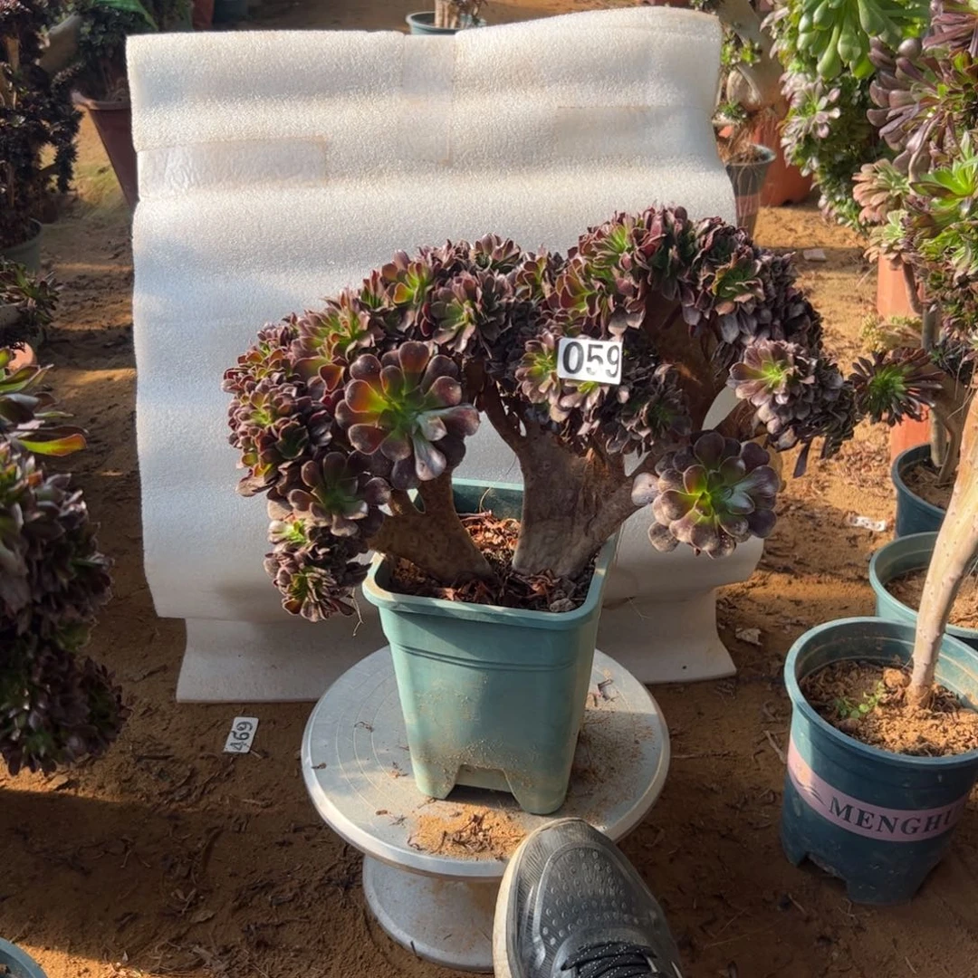 欧紫059冠服35厘米