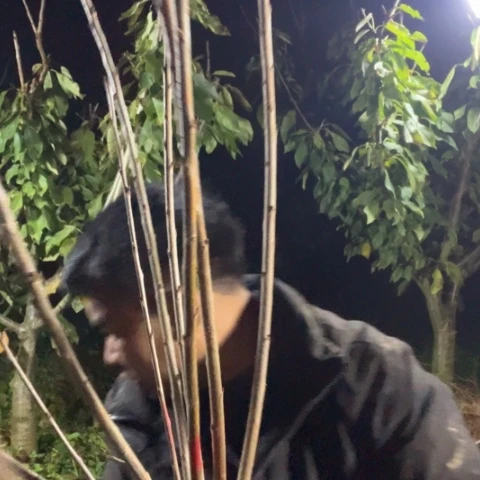 当前无花栽培后可以开花76