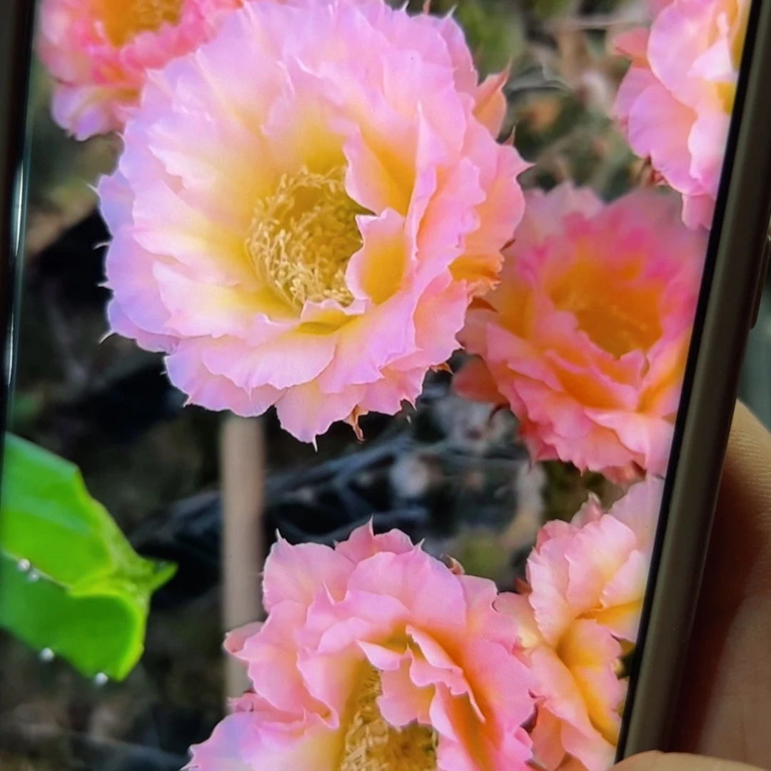 下56彩草104 歪无根侧芽4公分左右20包邮