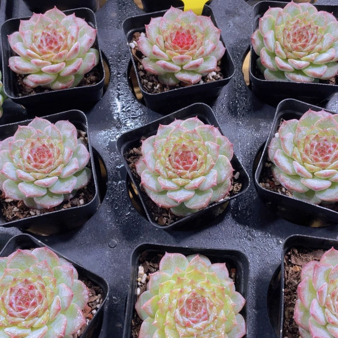 493号 焦糖莓莓单头一个