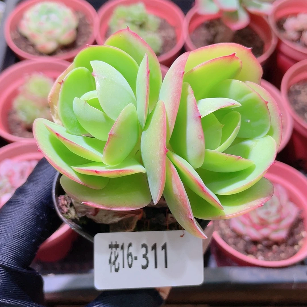 花利美16-311桃花石