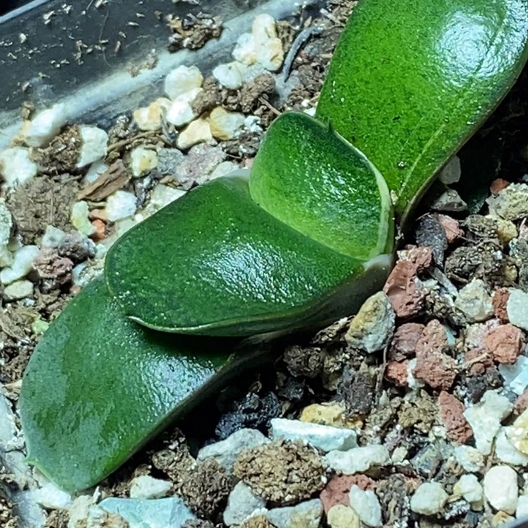 不带盆脱土裸根发货