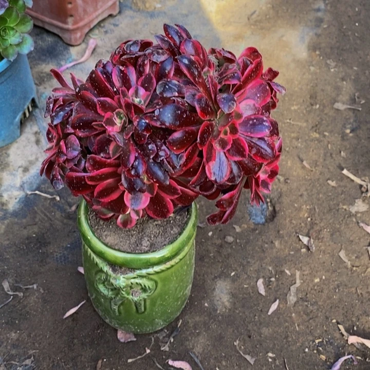 云*?美杜莎缀化多肉1颗